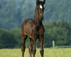 dressage horse Vitano (Rhinelander, 2012, from Vitalis)