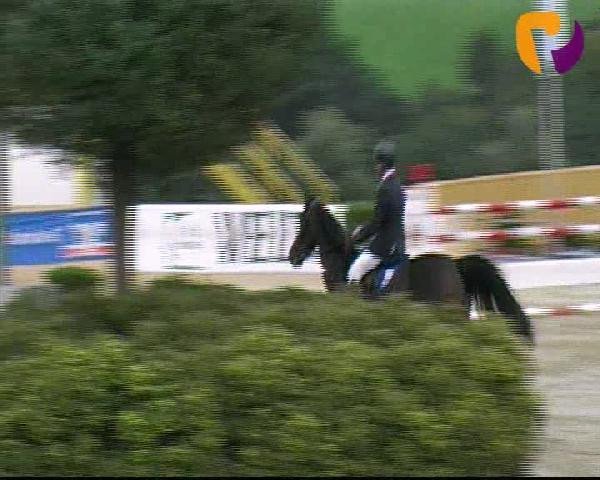 Springpferd VDL Groep Zorro (Koninklijk Warmbloed Paardenstamboek Nederland (KWPN), 2004, von Emilion)