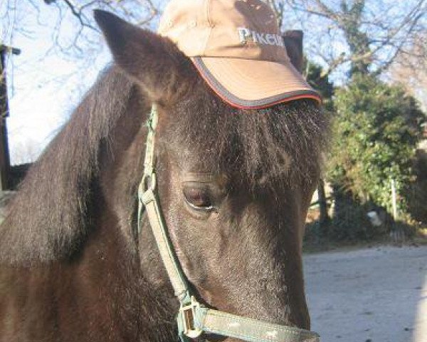 Pferd Annabell 374 (Welsh Pony (Sek.B), 1993)