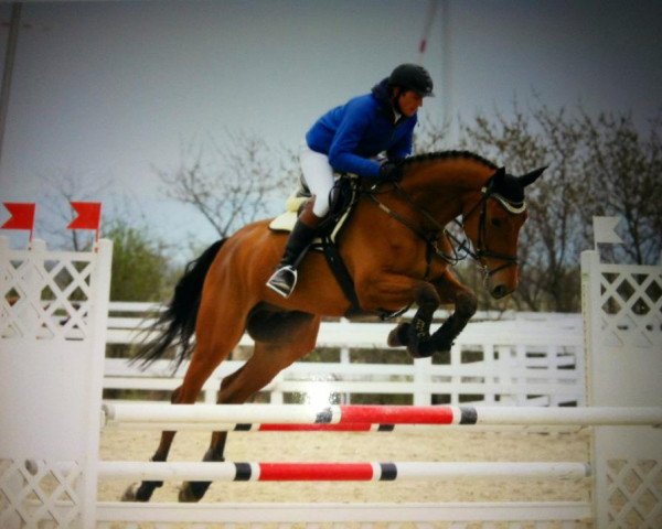jumper Bonjour bel'ami (German Sport Horse, 2007, from Baloubino B)