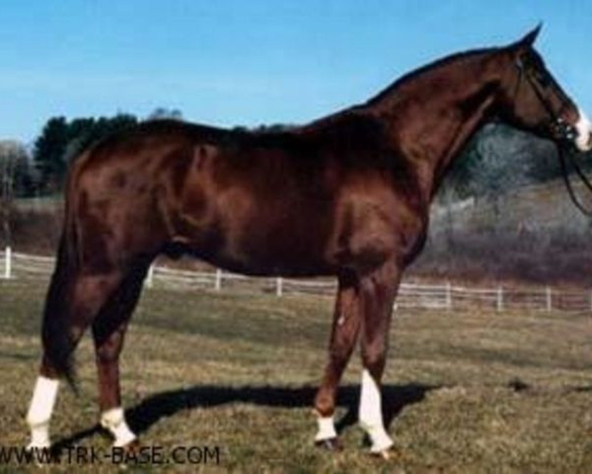 Deckhengst Karneval (Trakehner, 1971, von Ibikus)