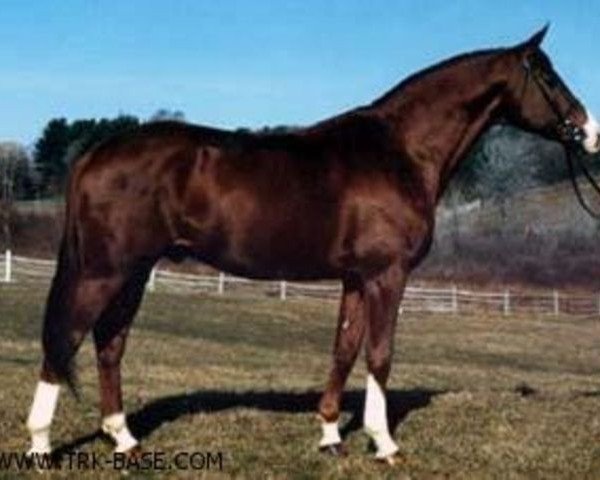 stallion Karneval (Trakehner, 1971, from Ibikus)