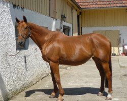 horse Waldfee (Hanoverian, 1989, from Winston)