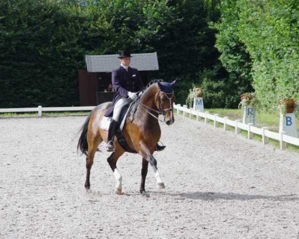 dressage horse Cornichon 2 (Bavarian, 1997, from Cheenook)
