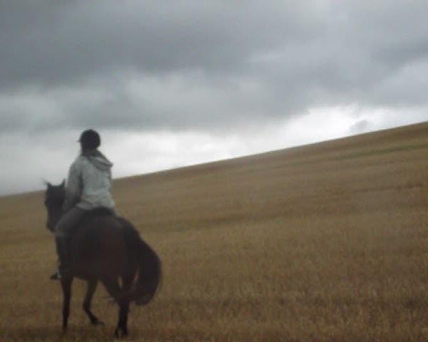 dressage horse Caprice (German Riding Pony, 2008, from Dirty Harry)
