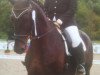 dressage horse Falco 316 (Bavarian, 2003, from Florestan I)