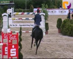 jumper Yes WE Can (KWPN (Royal Dutch Sporthorse), 2004, from Karandasj)