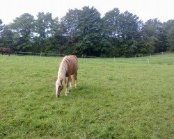 horse Aschanti (Haflinger, 1995, from Allerich (1,57% ox))