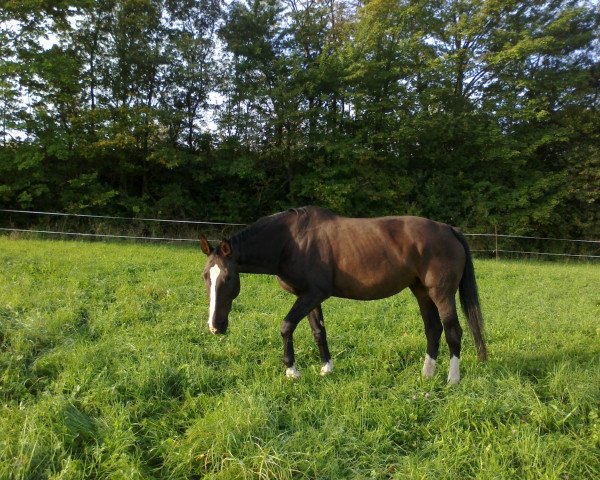 broodmare Aletta (Zweibrücken, 1994, from Alexis Z)