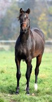 dressage horse Jay van Baden (KWPN (Royal Dutch Sporthorse), 2014, from Rubinson)