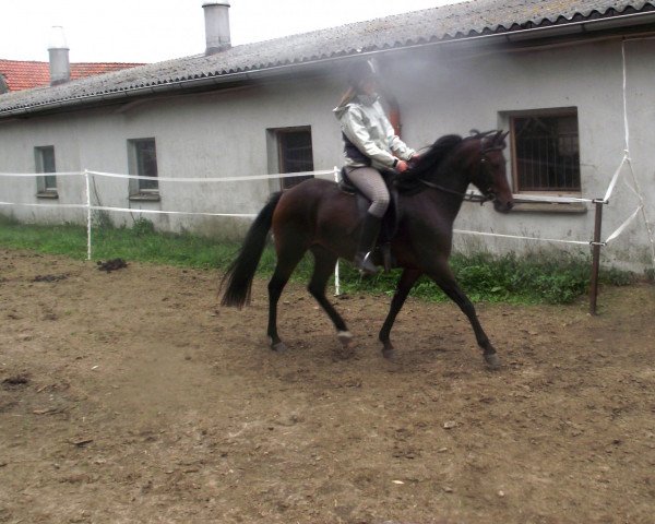 dressage horse Caprice (German Riding Pony, 2008, from Dirty Harry)