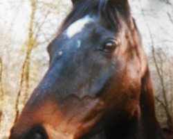 horse Speedy xx (Thoroughbred, 1979, from Rose Laurel xx)