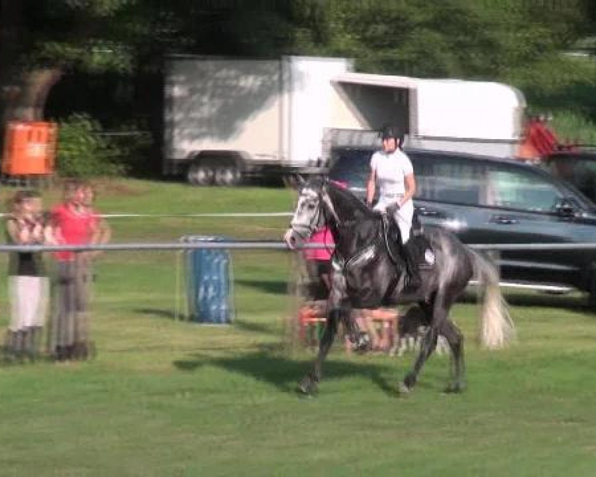 Deckhengst Clintord II (Holsteiner, 2006, von Clinton I)