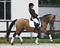 Zuchtstute Aureli D (Deutsches Reitpony, 2004, von Amarillys Sensation D)