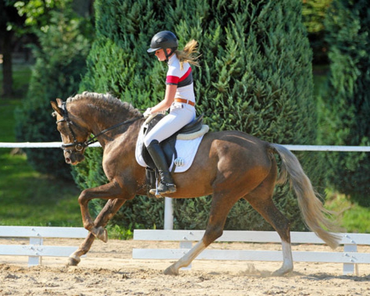 Deckhengst Grenzhoehes Mon Plaisir (Deutsches Reitpony, 2008, von Grenzhoes Montgomery)