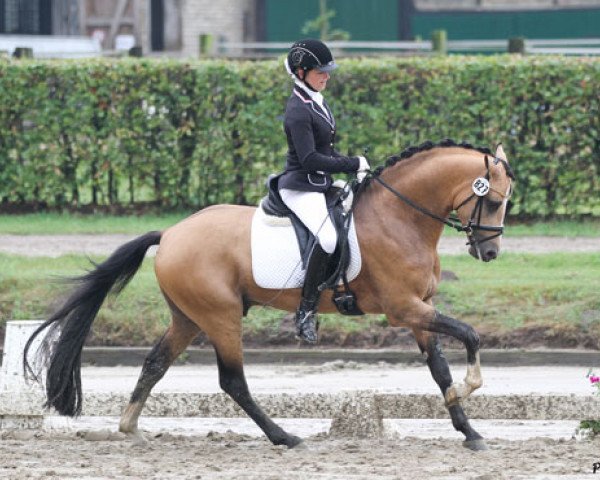stallion Diego P (German Riding Pony, 2008, from Der Harlekin B)