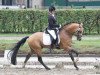 stallion Diego P (German Riding Pony, 2008, from Der Harlekin B)