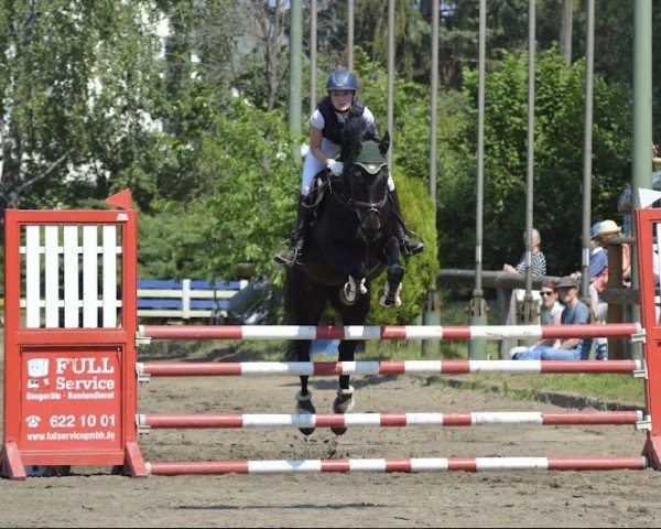 jumper Merona FS (German Sport Horse, 2011, from Royaldik)