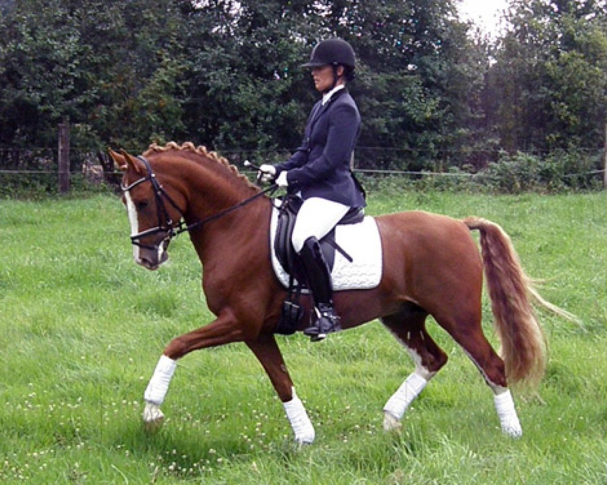 dressage horse Nobis 6 (German Riding Pony, 2007, from Heidbergs Nancho Nova)