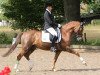 dressage horse Nacho (German Riding Pony, 2004, from Nacromancer in the dark)