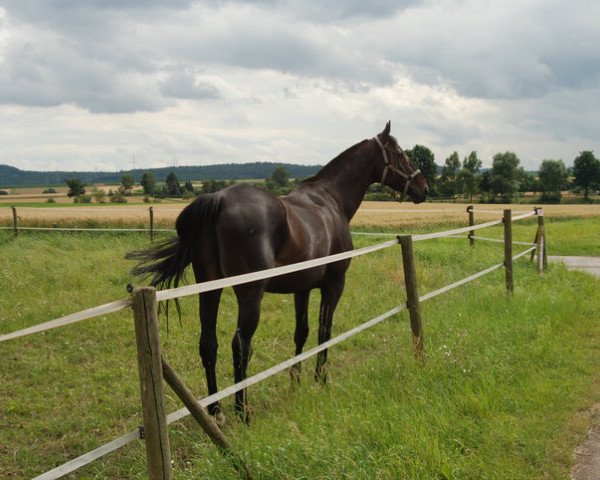 horse Ninor x (Anglo-Arabs, 1995, from Or de Pierre AA)