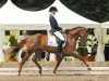 broodmare Riviera Star WE (German Riding Pony, 2006, from Cyriac WE)