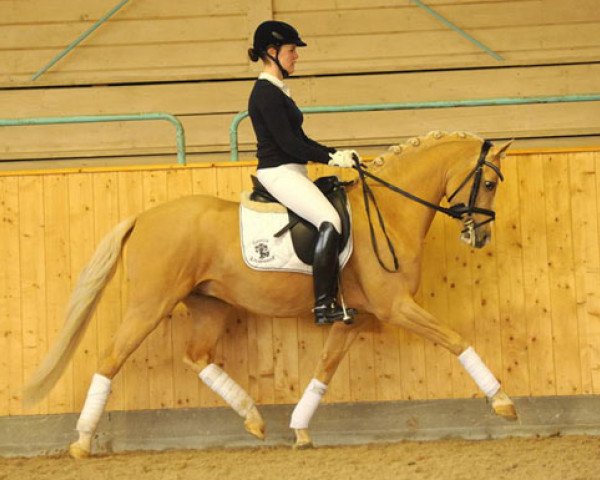 dressage horse Dip Beat (German Riding Pony, 2006, from Deinhard B)
