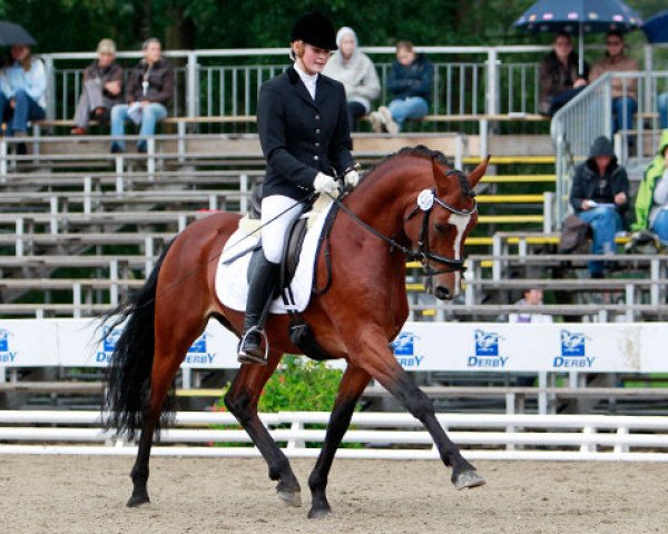 stallion Grenzhoehes Moustache (German Riding Pony, 2006, from Grenzhoes Montgomery)