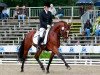 stallion Grenzhoehes Moustache (German Riding Pony, 2006, from Grenzhoes Montgomery)