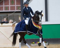 stallion Holsteins Herold (German Riding Pony, 2004, from Holsteins Harlekin)