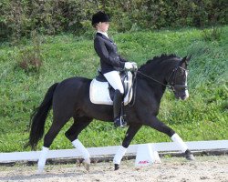 stallion Proud Doug (German Riding Pony, 2002, from Dexter)