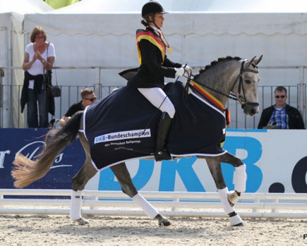 dressage horse Lettenhof's Easy Finish (German Riding Pony, 2008, from Dörnberg's Erimon II)