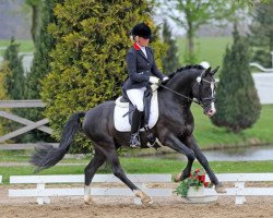 stallion Take it easy (German Riding Pony, 2006, from Tizian)