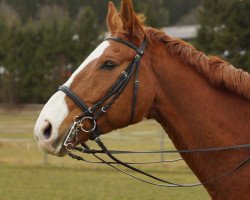 dressage horse Patriot (Hanoverian, 1996, from Pommery)