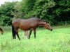 broodmare Cindy (German Riding Pony, 1992, from Capri Moon)