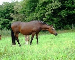 Zuchtstute Cindy (Deutsches Reitpony, 1992, von Capri Moon)