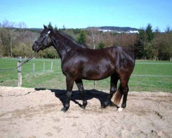 horse Pearl (German Riding Pony, 2008, from FS Pearcy Pearson)