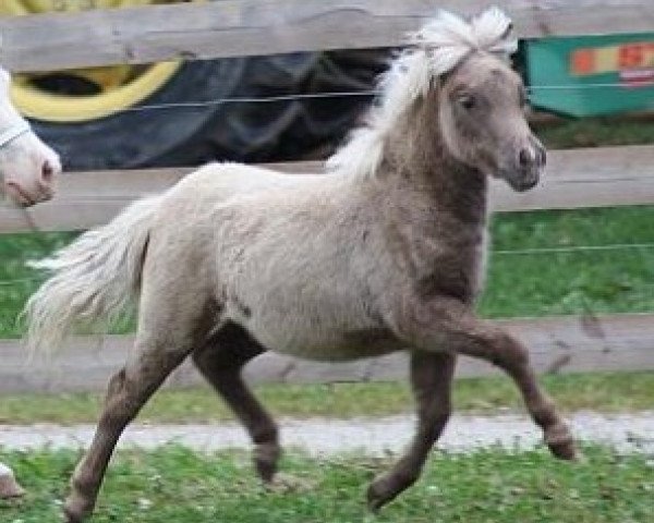 horse Buchberg Ivory of Angel (American Miniature Horse, 2011, from WF Shameless)