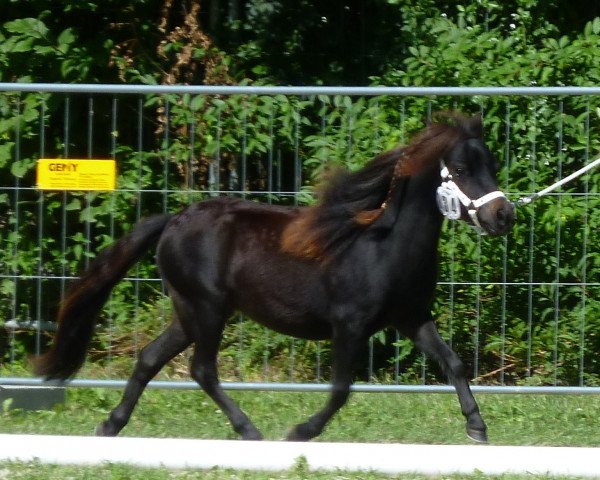 broodmare Magic Wind of Eternity (American Miniature Horse, 2011, from Scott Creek Monarchs Eternity)