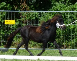 Pferd Magic Wind of Eternity (American Miniature Horse, 2011, von Scott Creek Monarchs Eternity)