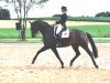 dressage horse Pommery TSF (Trakehner, 2004, from Hibiskus)