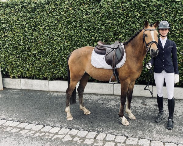 dressage horse Fr Charmeur (German Riding Pony, 2017, from Caribbean Gold)