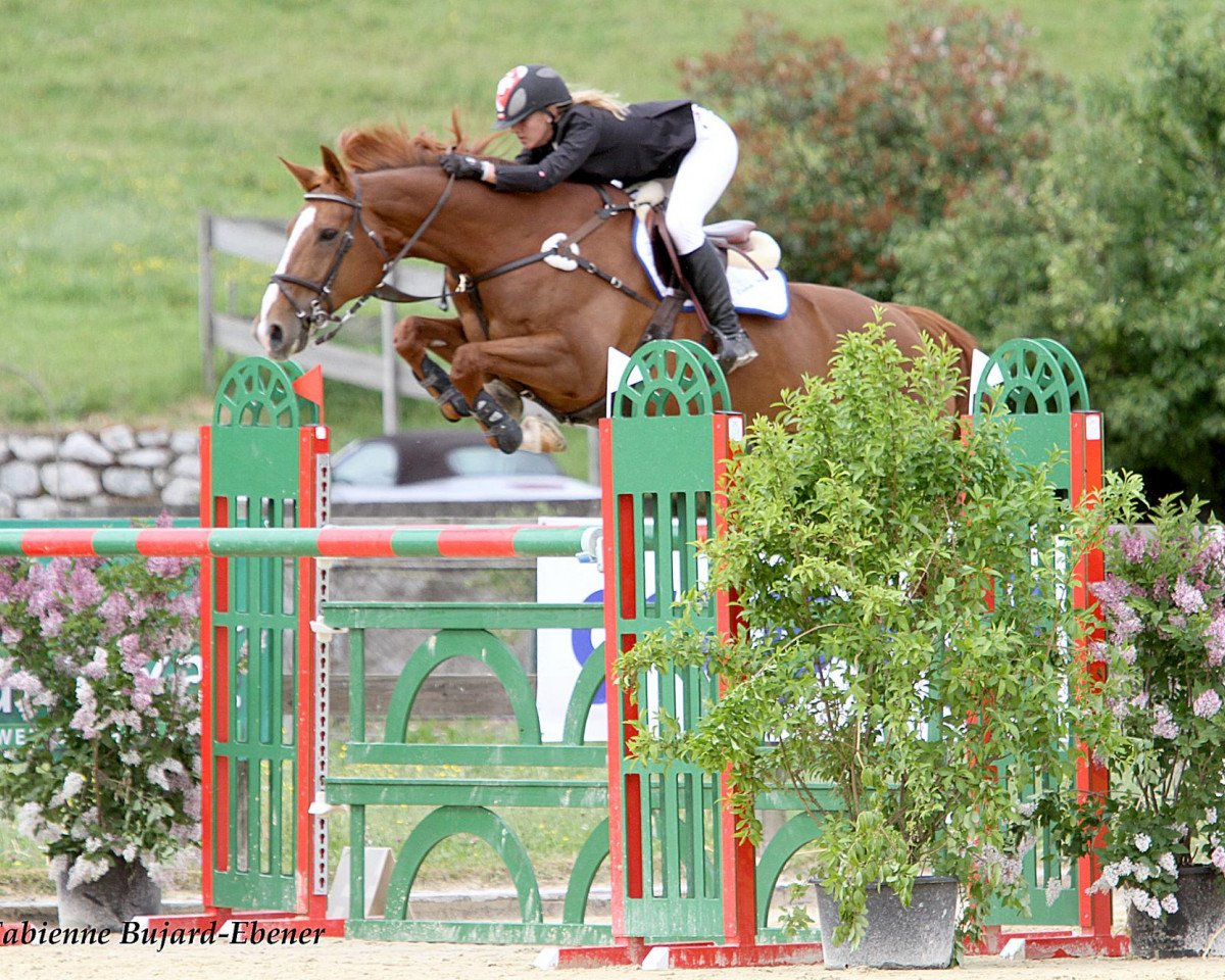 jumper Ladymarie Delphiniere (Selle Français, 1999, from Oberon du Moulin)
