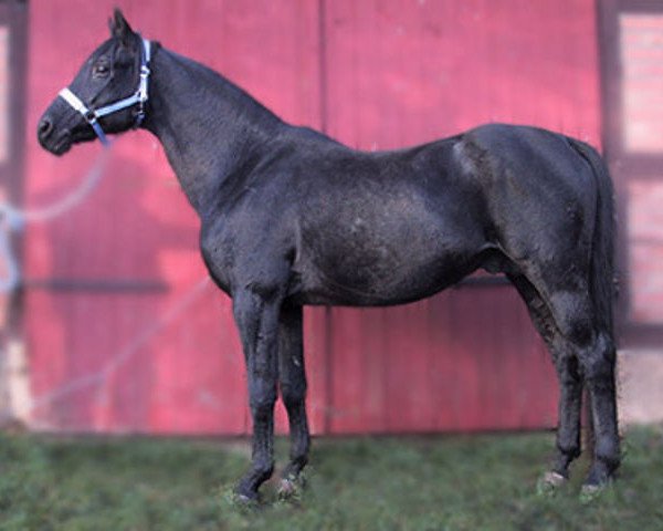 stallion Bergamo (Trakehner, 1985, from Graciano)