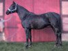 stallion Bergamo (Trakehner, 1985, from Graciano)