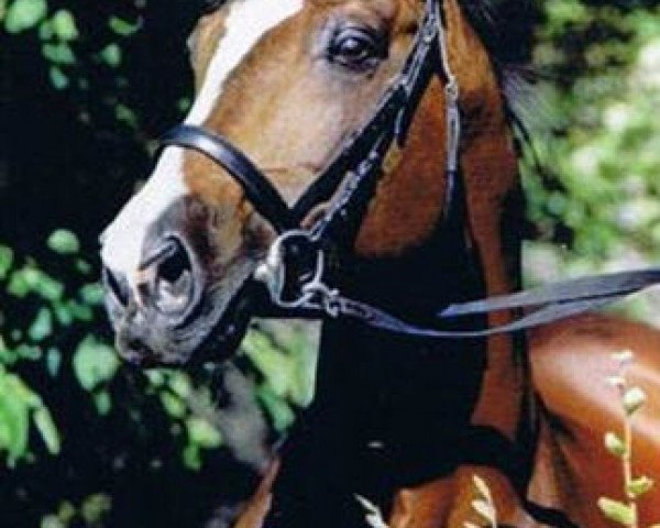 stallion Arrak (Trakehner, 1977, from Ibikus)