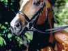 stallion Arrak (Trakehner, 1977, from Ibikus)