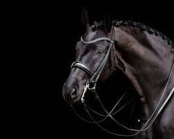 dressage horse Dew Tullamore (Hanoverian, 2013, from Don Frederico)