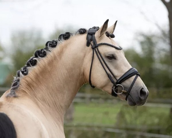 stallion Crown Dramatic (German Riding Pony, 2019, from Dallmayr K)