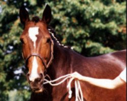 broodmare Anja (Hanoverian, 1975, from Abhang III)